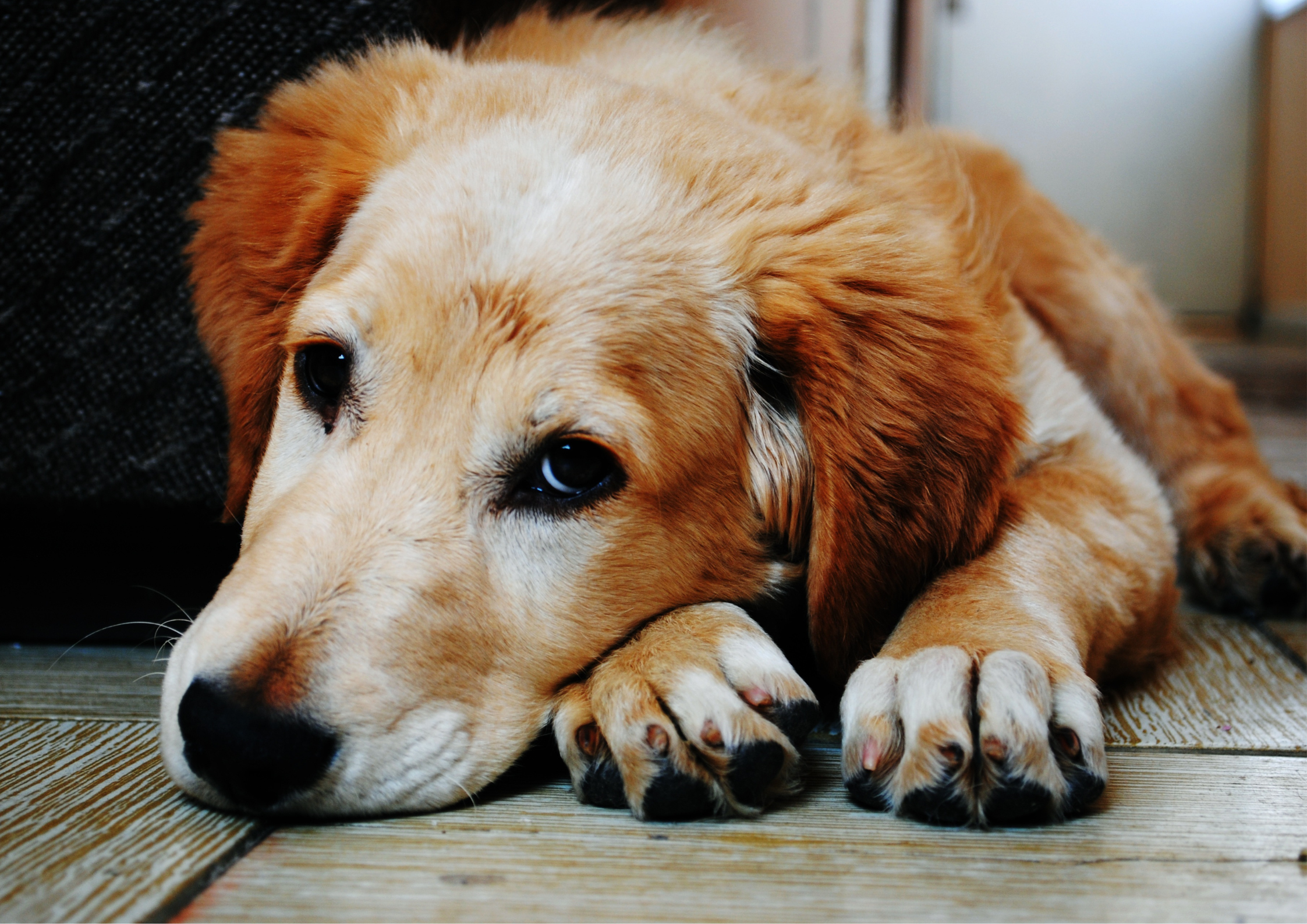 Pets and Divorce/Separation – Should you have a “Pet-Nup”?